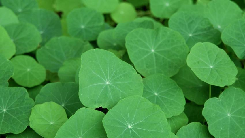 00976 tropaeolum 2560x1440