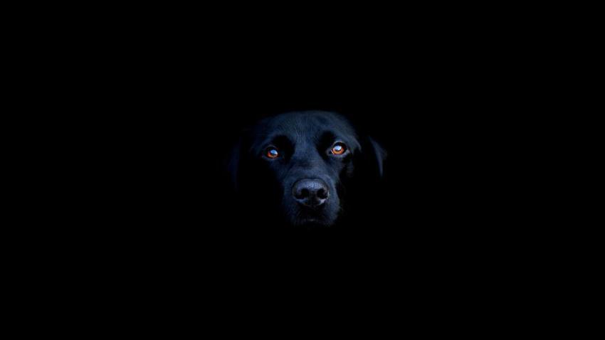 01104 blacklab 2560x1440