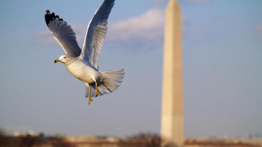 01135 washingtondcgull 2560x1440