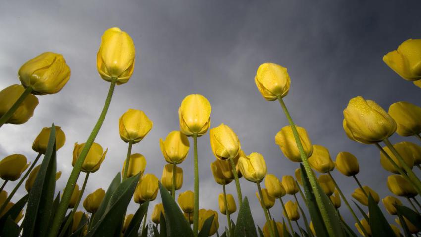 01332 lowangletulips 2560x1440