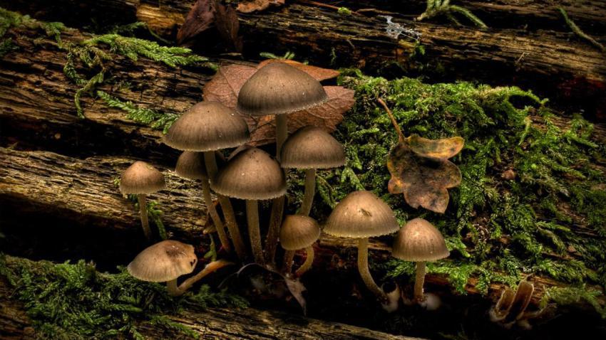 01410 mushroomsatjubileenaturetrailpark 2560x1440