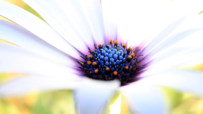 01688 whitebeauty 2560x1440
