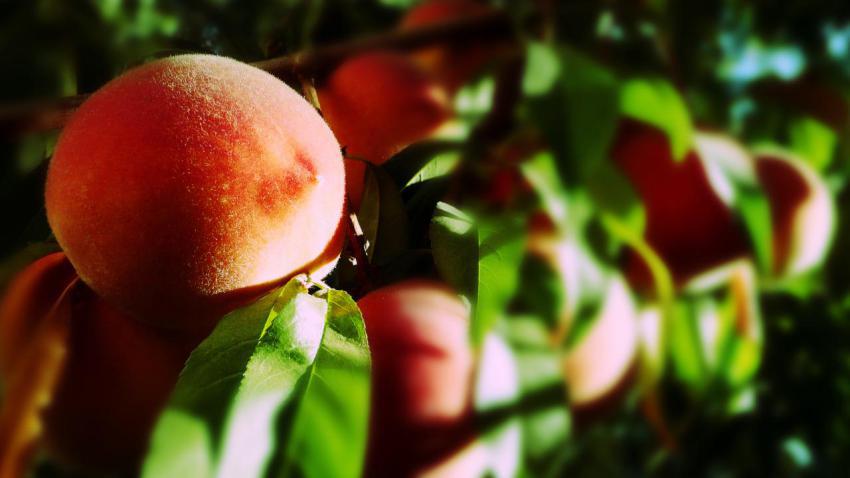 01693 blurrypeaches 2560x1440