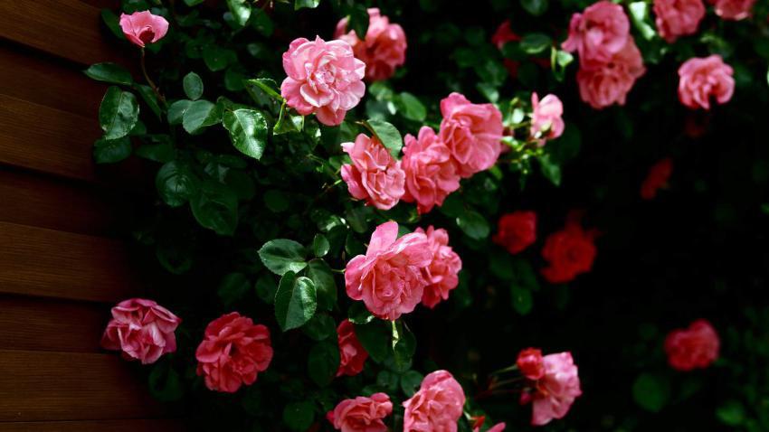01911 roses 2560x1440