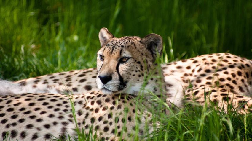 01975 cheetahbeauty 2560x1440
