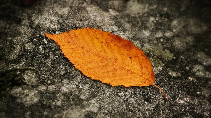 02067 fallenleaf 2560x1440