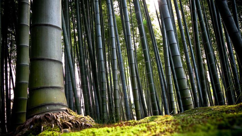 02237 bamboo 2560x1440