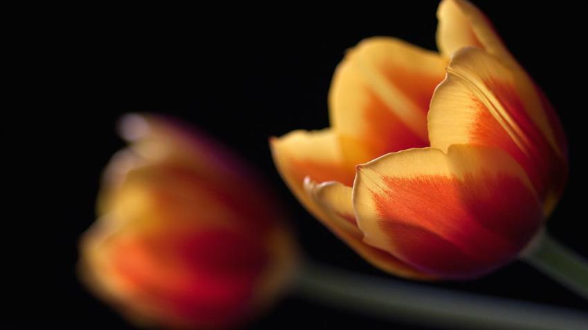 02252 tulips 2560x1440