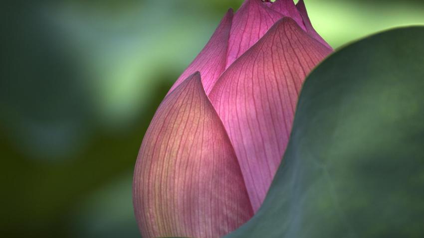 02302 lotusflower 2560x1440