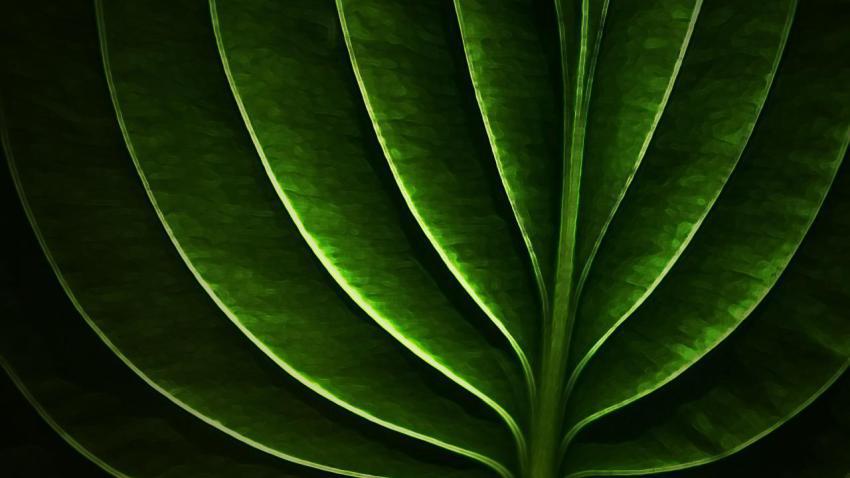 02401 neonleaf 2560x1440