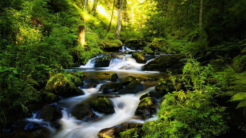 02414 blackforest 2560x1440