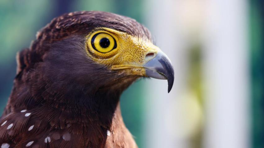 02545 eaglesstare 2560x1440