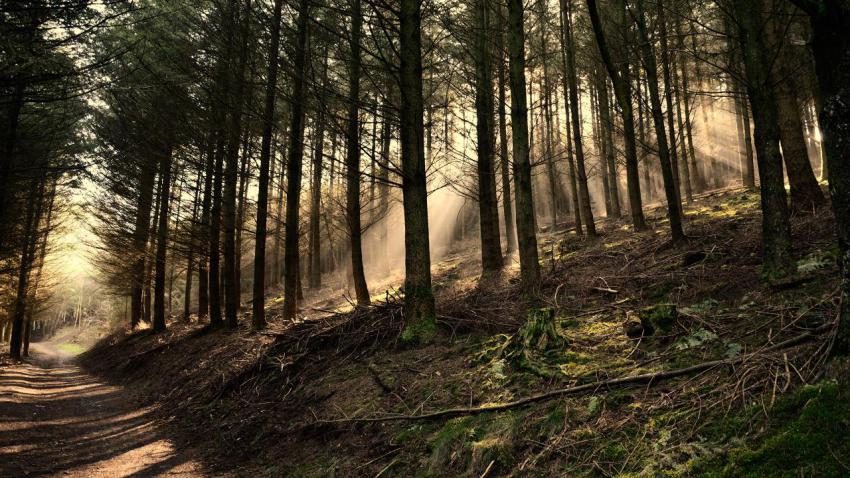 02554 shaftwoods 2560x1440