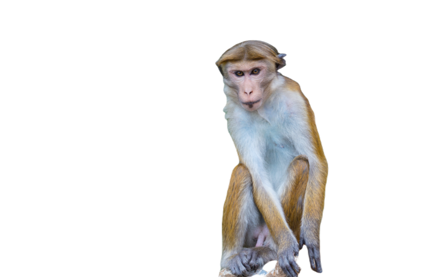Monkey 2025 01 09 05 24 57 utc