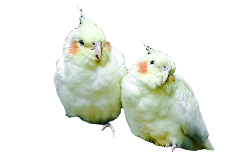 Parrots in the world png file 271