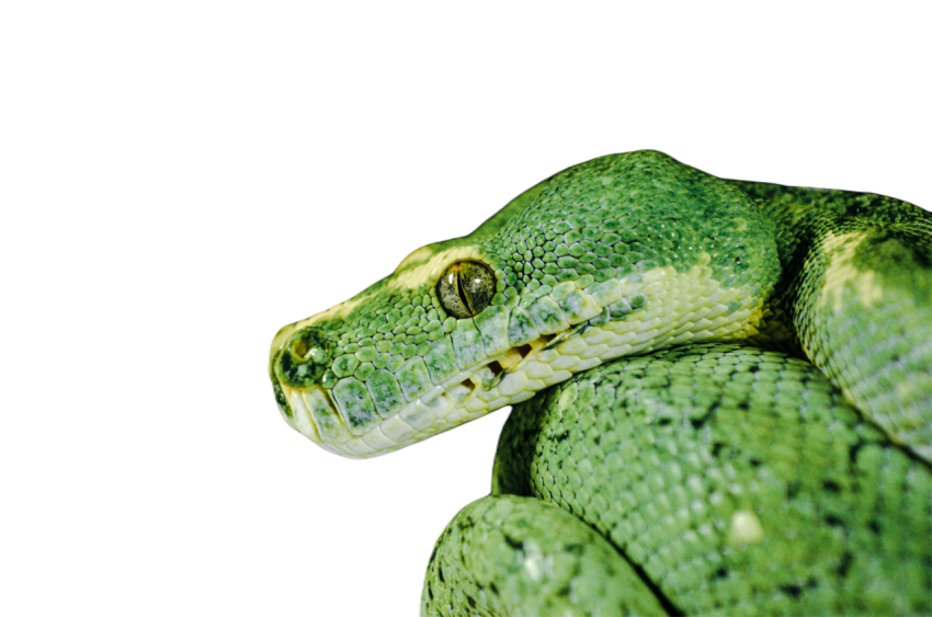 Snake png file free download (frefile com) 36