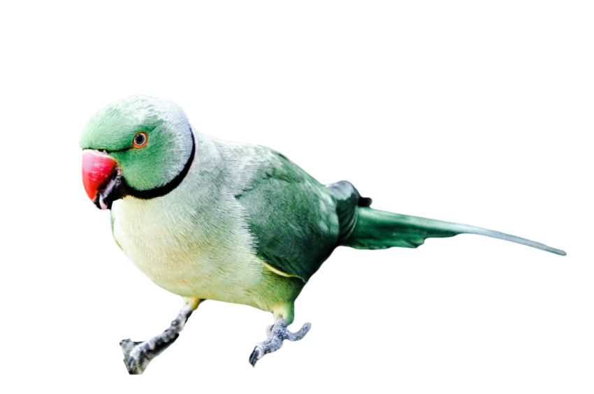 Parrots in the world png file