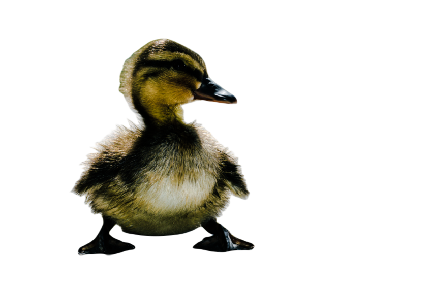 Duck png file, animal free download (frefile com) 54