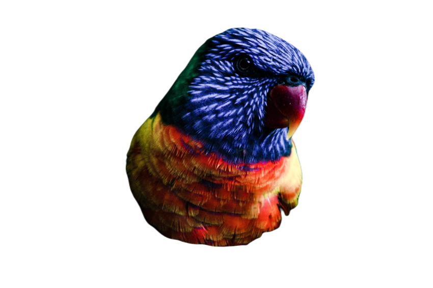 Parrots in the world png file 30