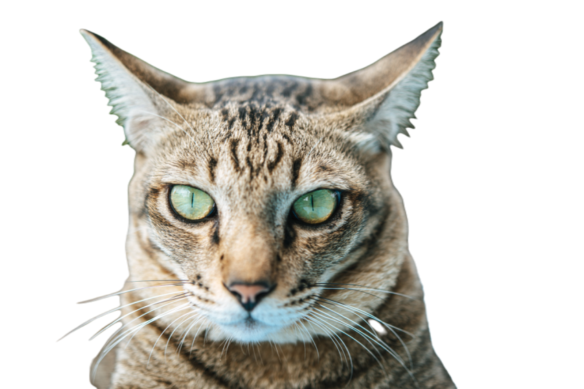 Focus on the eyes of the tabby on the blue cement 2023 11 27 05 12 53 utc