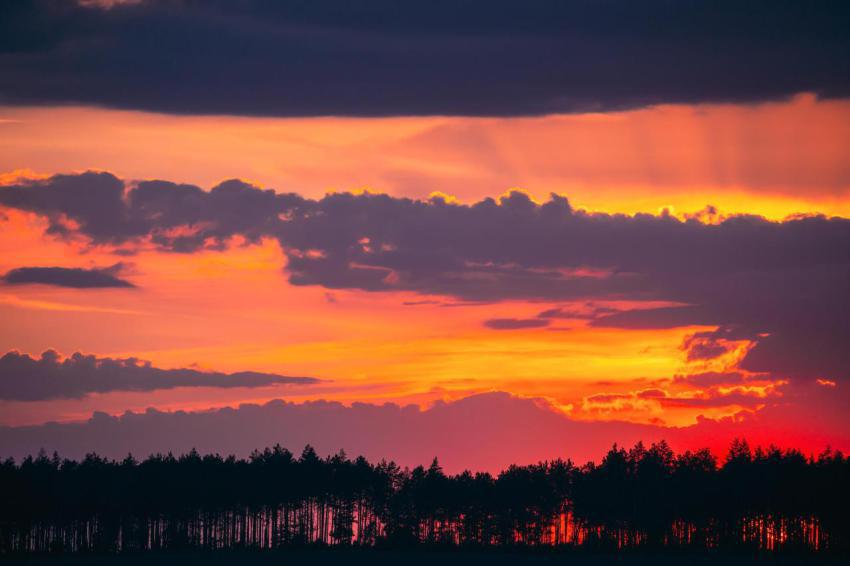 Sunset sunrise in pine forest sunny coniferous fo 2023 11 27 05 18 59 utc