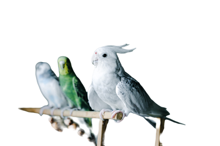Parrots in the world png file 273