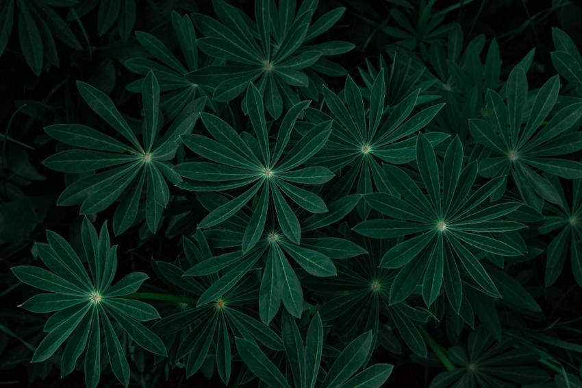 Walpapers free download (81)