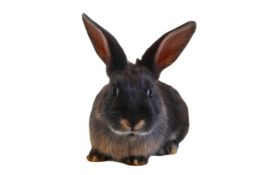 Rabbits 5308531