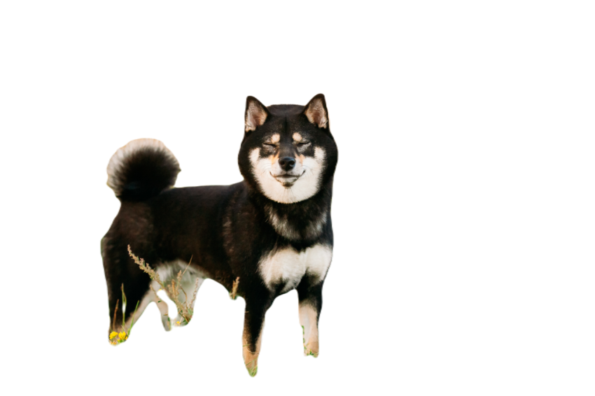 Funny black and tan shiba inu dog outdoor in grass 2023 11 27 04 50 52 utc