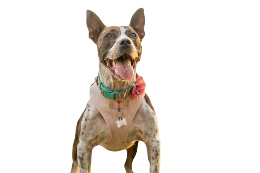 Dog excited about his walk in the park 2024 03 06 04 00 00 utc