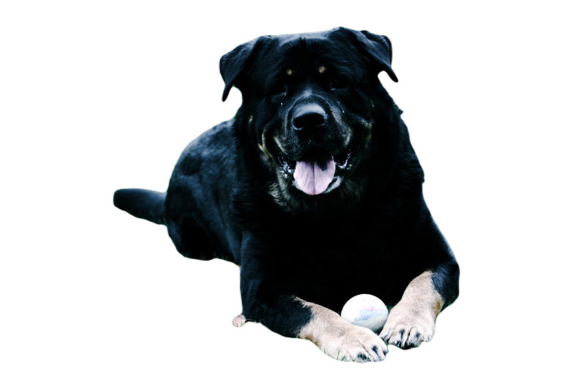 Cute dog, pet 2