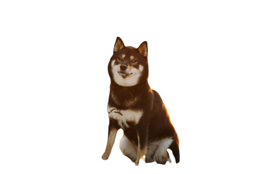 Beautiful young black and tan shiba inu dog sittin 2023 11 27 04 59 50 utc