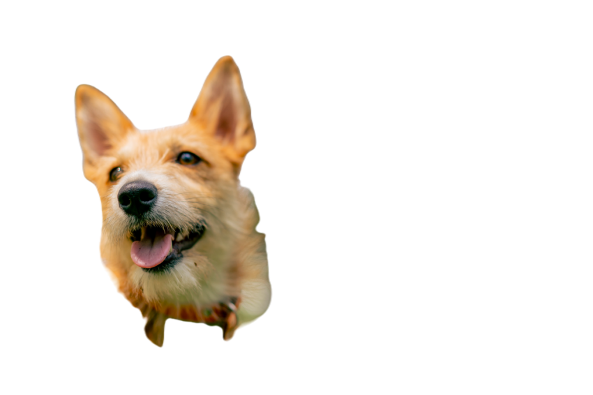 A young girl walking in the park with her dog pla 2024 11 29 19 17 23 utc