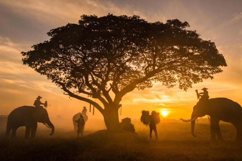 Elephants at sunrise in thailand 2023 11 27 05 26 28 utc
