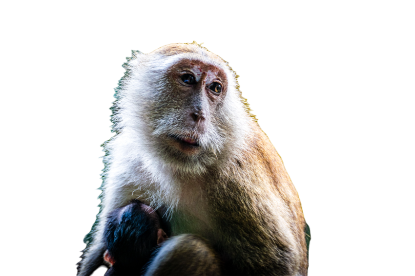 Curious monkey sits in a contemplative pose looki 2023 11 27 05 17 04 utc
