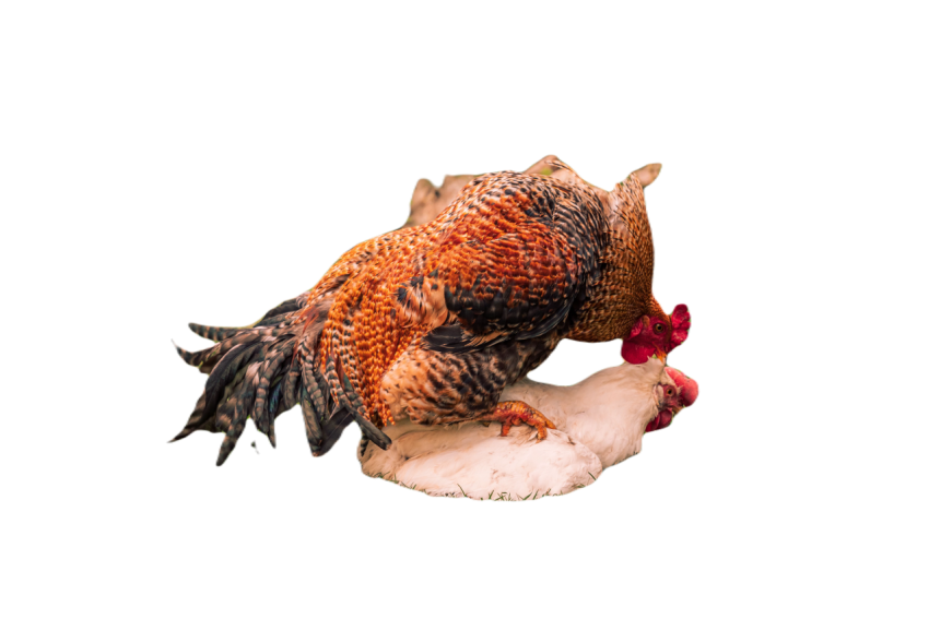 High resolution close up image of a rooster in the 2023 11 27 05 31 31 utc