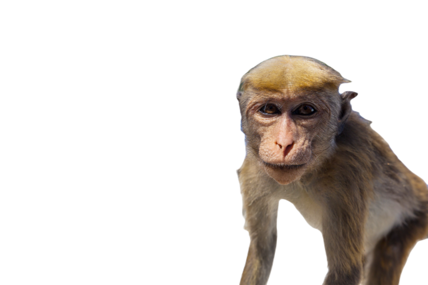 Monkey 2025 01 09 02 50 19 utc