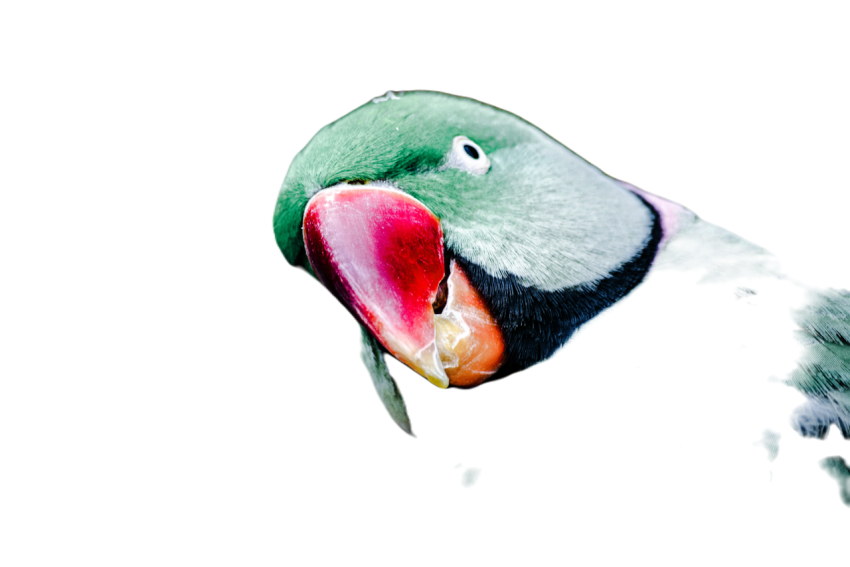 Parrots in the world png file 10