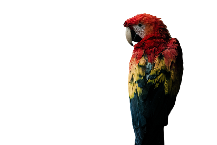 Parrots in the world png file 11
