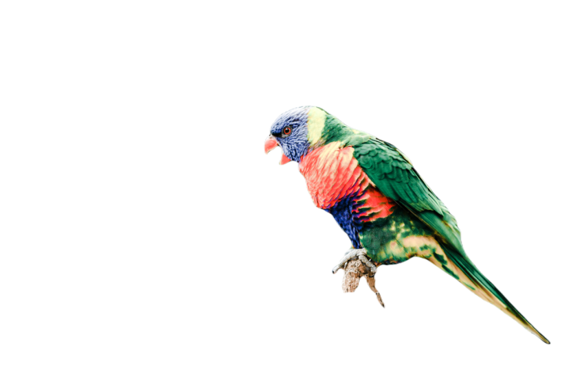 Parrots in the world png file 14