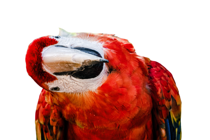 Parrots in the world png file 22