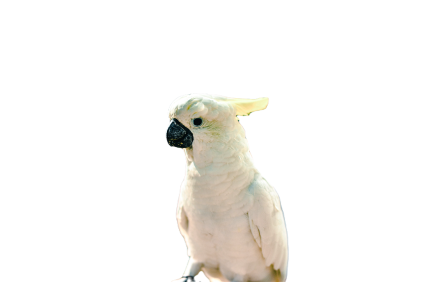 Parrots in the world png file 23