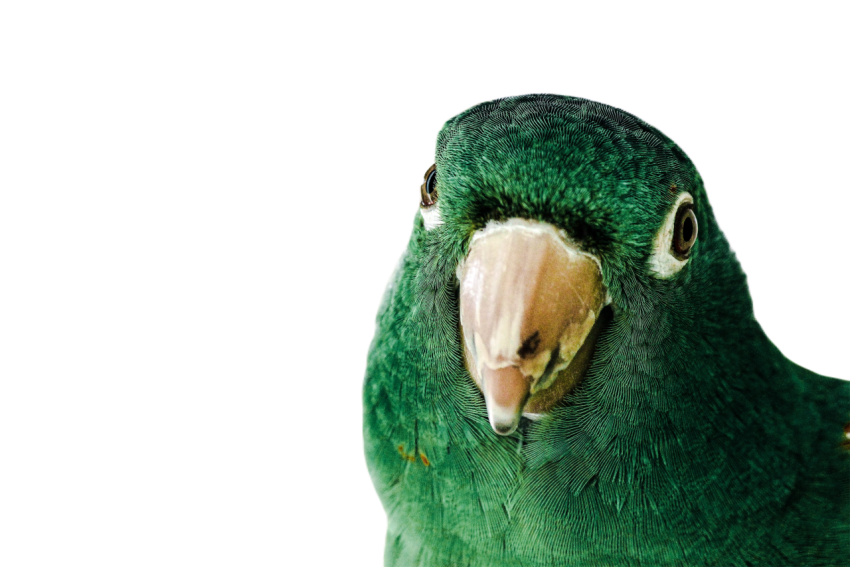Parrots in the world png file 25