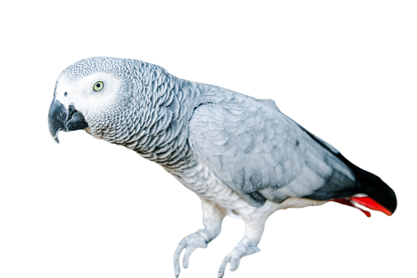 Parrots in the world png file 29