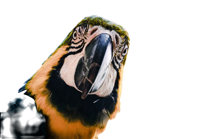 Parrots in the world png file 41