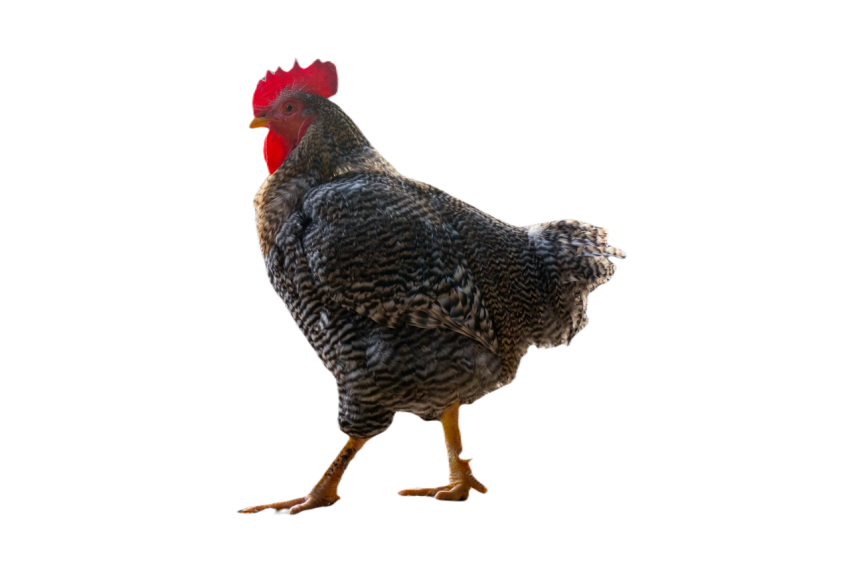 Wyandotte rooster walking outdoors 2023 11 27 05 06 27 utc