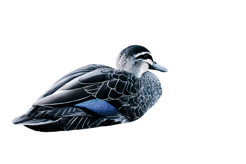 Duck png file, animal free download (frefile com) 8