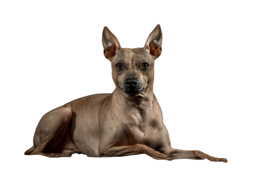 American hairless terrier animal portrait 2023 11 27 04 51 53 utc