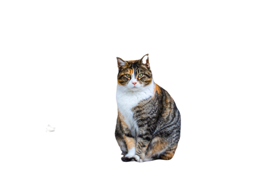 Two colorful cats sitting on the table 2023 11 27 05 22 42 utc