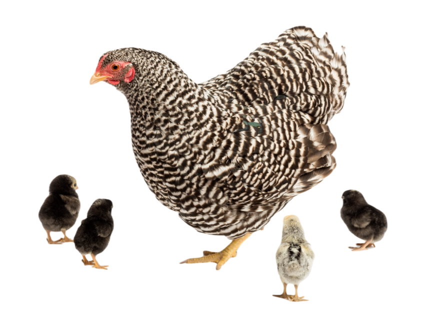 Mother hen with its chicks against white backgroun 2024 09 27 05 15 07 utc